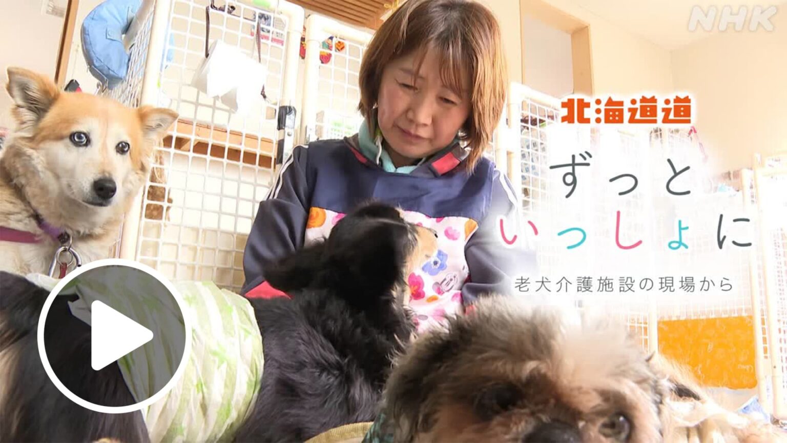 北海道道 ずっといっしょに 老犬介護施設の現場から NHK ONE配7月17日まで | NHK北海道 北海道道 ずっといっしょに 老犬介護施設の現場から NHK ONE配7月17日まで | NHK北海道
