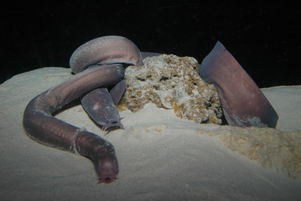 ムラサキヌタウナギの寄生虫、サメの人工羊水で撃退 沖縄美ら海水族館 | TECH+（テックプラス）