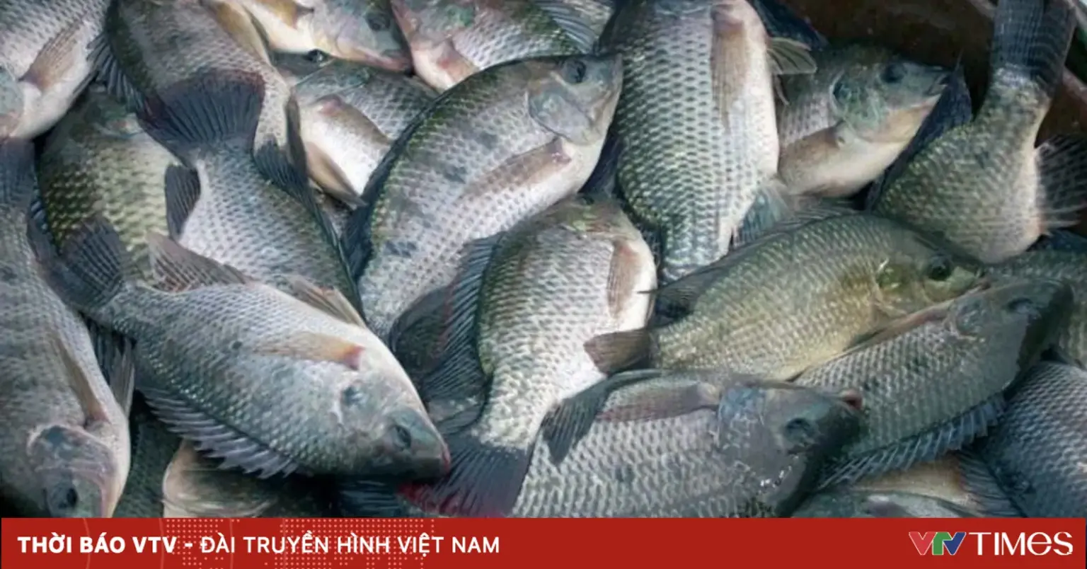 ブラジル ― ベトナム産ティラピアの新たな主要市場。 Vietnam.vn - Nền tảng quảng bá Việt Nam