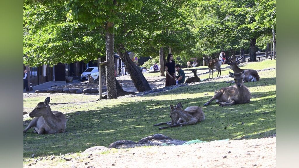 奈良公園 「奈良のシカ」過去最多1687頭、観光客らの過剰な餌やりが一因…「鹿せんべい以外は自然の法則が乱れるため与えないで」 : 読売新聞 奈良公園 「奈良のシカ」過去最多1687頭、観光客らの過剰な餌やりが一因…「鹿せんべい以外は自然の法則が乱れるため与えないで」 : 読売新聞