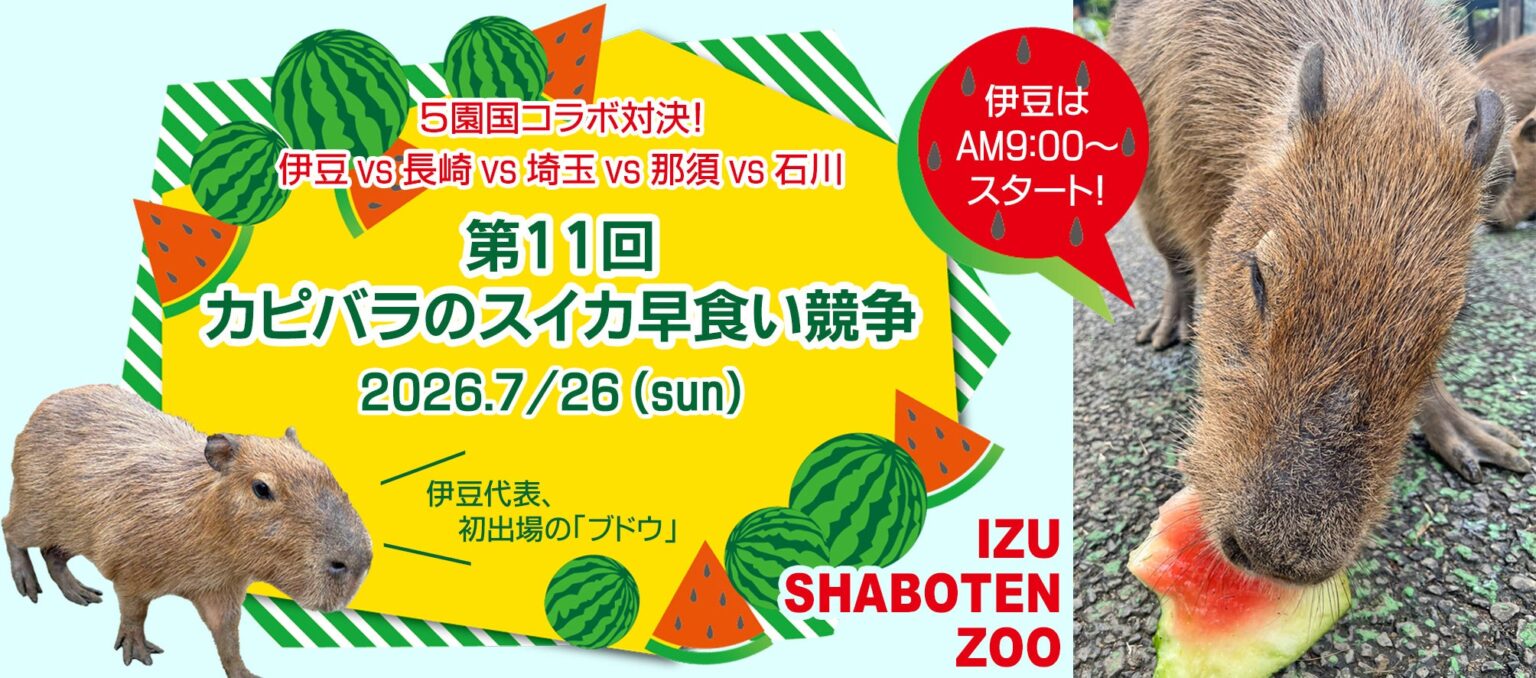 5園国コラボ対決! 伊豆vs長崎vs埼玉vs那須vs石川 『第11回 カピバラのスイカ早食い競争』 開催 5園国コラボ対決! 伊豆vs長崎vs埼玉vs那須vs石川 『第11回 カピバラのスイカ早食い競争』 開催