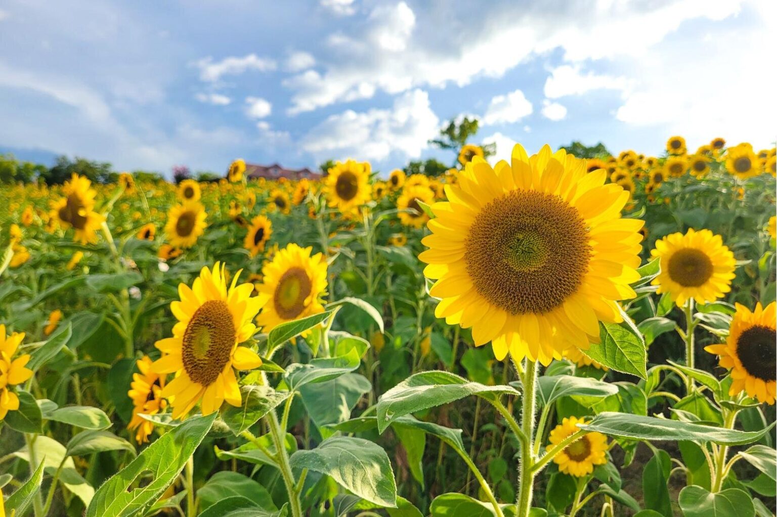 大阪「堺・緑のミュージアム ハーベストの丘」約7万本のひまわりが開花、黄色に染まる花畑の中へ – ファッションプレス 大阪「堺・緑のミュージアム ハーベストの丘」約7万本のひまわりが開花、黄色に染まる花畑の中へ - ファッションプレス