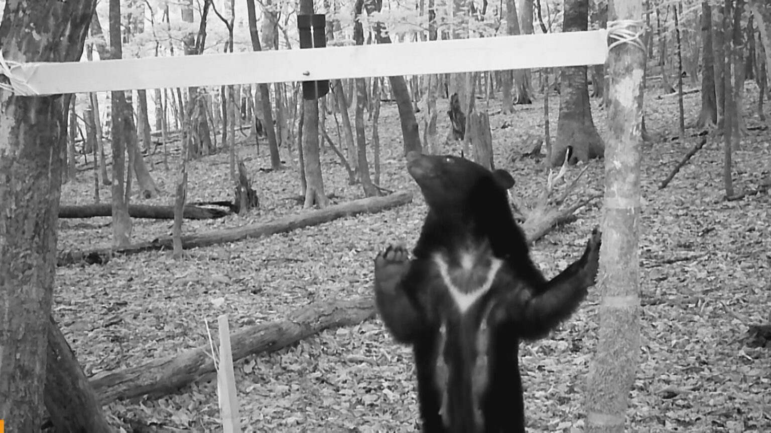 オスのツキノワグマがイノシシやシカ用の罠に… 県内でことし初捕獲 麻酔で眠らせ山へ… 愛知・豊根村(CBCテレビ) – Yahoo!ニュース オスのツキノワグマがイノシシやシカ用の罠に… 県内でことし初捕獲 麻酔で眠らせ山へ… 愛知・豊根村(CBCテレビ) - Yahoo!ニュース