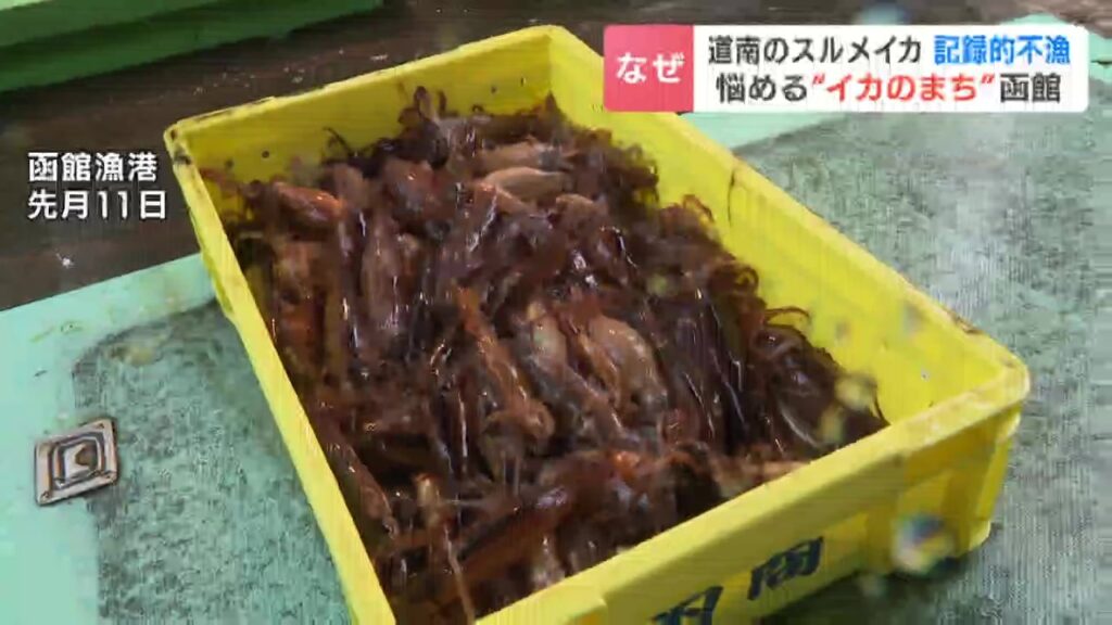 【函館】スルメイカ 過去最悪の不漁で「幻」に… 6月取扱量が465トン⇒2.8トンへ激減 当面は厳しい状況続く見込み(HBCニュース北海道) – Yahoo!ニュース 【函館】スルメイカ 過去最悪の不漁で「幻」に… 6月取扱量が465トン⇒2.8トンへ激減 当面は厳しい状況続く見込み(HBCニュース北海道) - Yahoo!ニュース