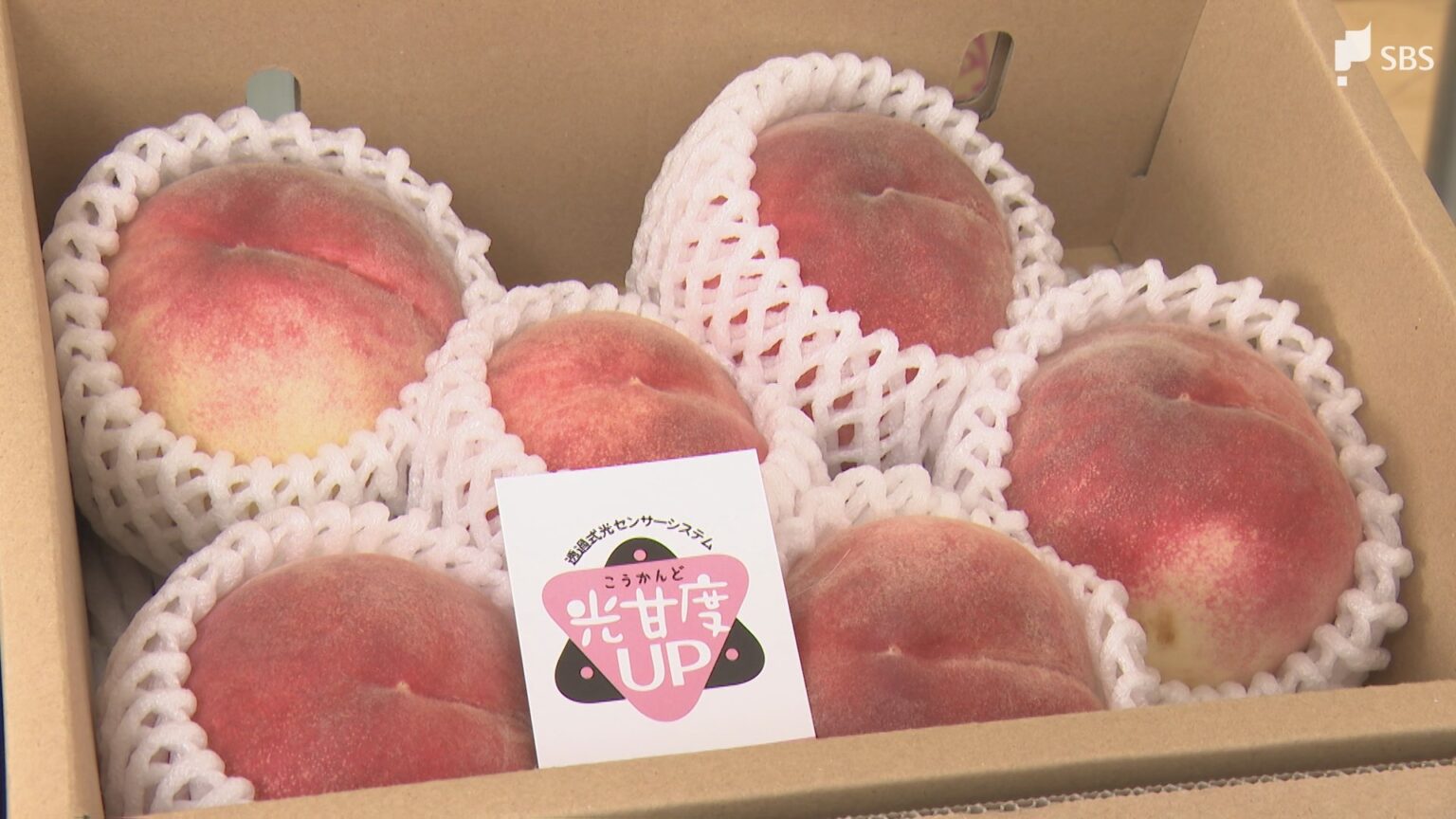 一日限定の販売会 山梨県産最高級のモモを静岡市の百貨店で販売=静岡市葵区(静岡放送(SBS)) – Yahoo!ニュース 一日限定の販売会 山梨県産最高級のモモを静岡市の百貨店で販売=静岡市葵区(静岡放送(SBS)) - Yahoo!ニュース