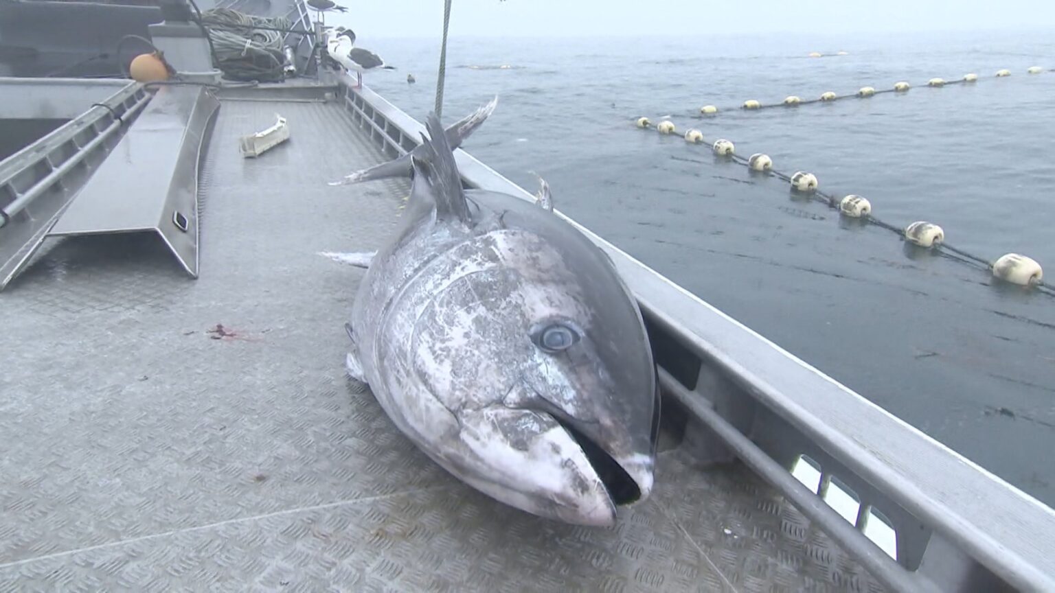 クロマグロ獲れすぎ…売れば10万円も「海に捨てるしかない」 日本提案の漁獲枠25%拡大案、メキシコが直前で別案支持し合意至らず(TBS NEWS DIG Powered by JNN) クロマグロ獲れすぎ…売れば10万円も「海に捨てるしかない」 日本提案の漁獲枠25%拡大案、メキシコが直前で別案支持し合意至らず(TBS NEWS DIG Powered by JNN)