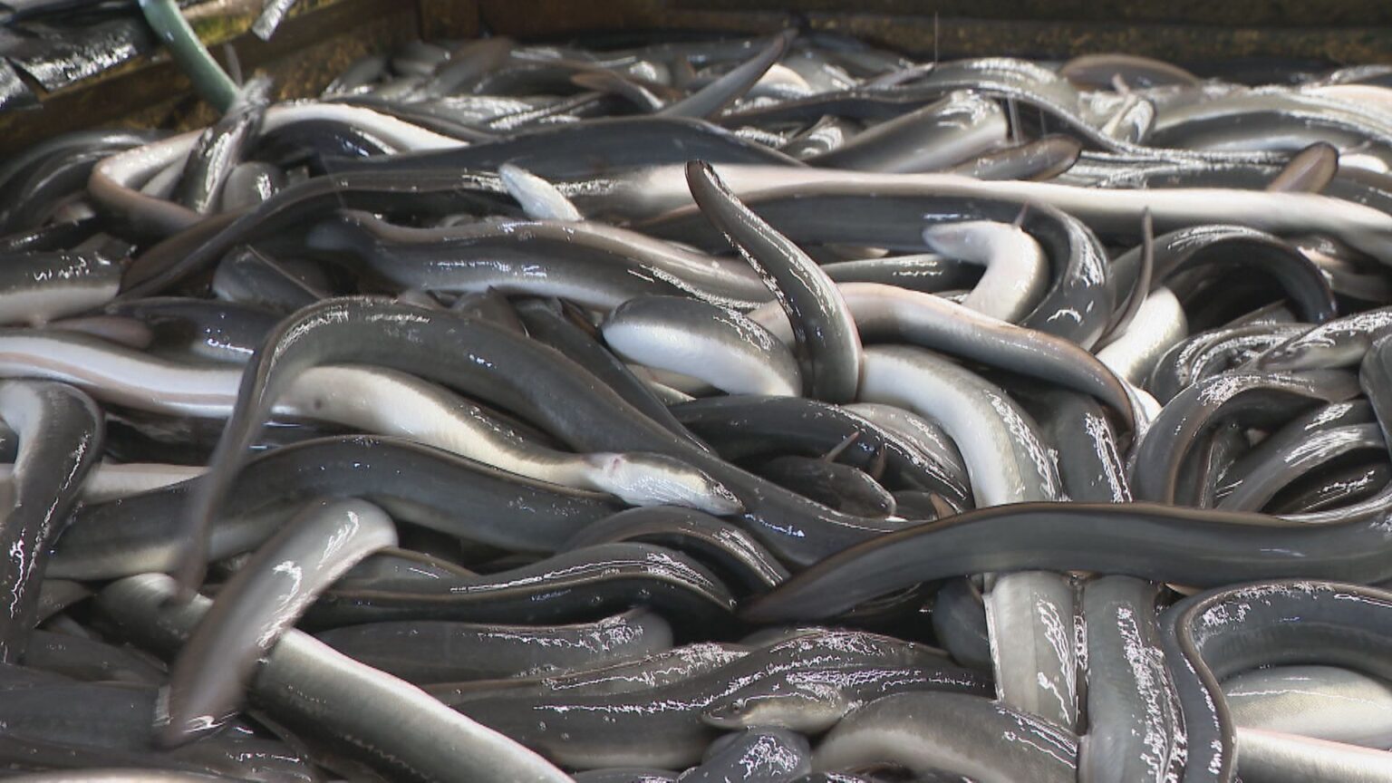 一色産ウナギ“土用の丑の日”を前に出荷最盛期 エサ代・燃料費高騰も… シラスウナギ豊漁で3割ほど安く 愛知・西尾市(CBCテレビ) – Yahoo!ニュース 一色産ウナギ“土用の丑の日”を前に出荷最盛期 エサ代・燃料費高騰も… シラスウナギ豊漁で3割ほど安く 愛知・西尾市(CBCテレビ) - Yahoo!ニュース