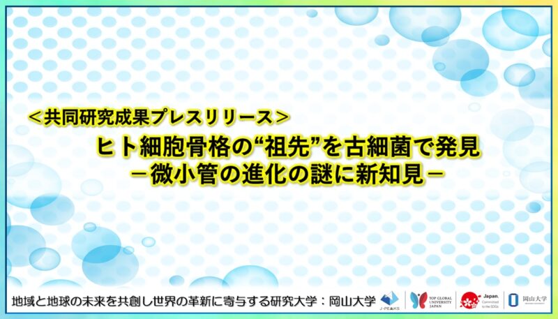 岡山大学 ／ヒト細胞骨格の“祖先”を古細菌で発見－微小管の進化の謎に新知見－〔理化学研究所, 名古屋大学, ウィタヤシリメティー科学技術大学院大学, 岡山大学, 科学技術振興機構（JST）〕