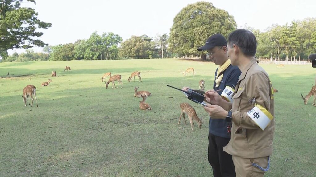 【速報】なぜ増え続ける? 奈良公園のシカ 過去最多の1687頭に 去年より222頭増加 住宅街に出没し交通事故も(2026年7月16日掲載)|YTV NEWS NNN 共有