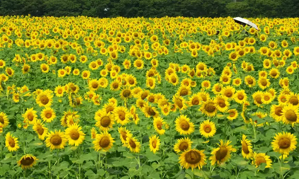 夏を彩るヒマワリ22万本が兵庫・佐用町の休耕地で見頃 | JAPAN Forward CRNEIBJSYZJCFJ5CQXMRIQTY3A