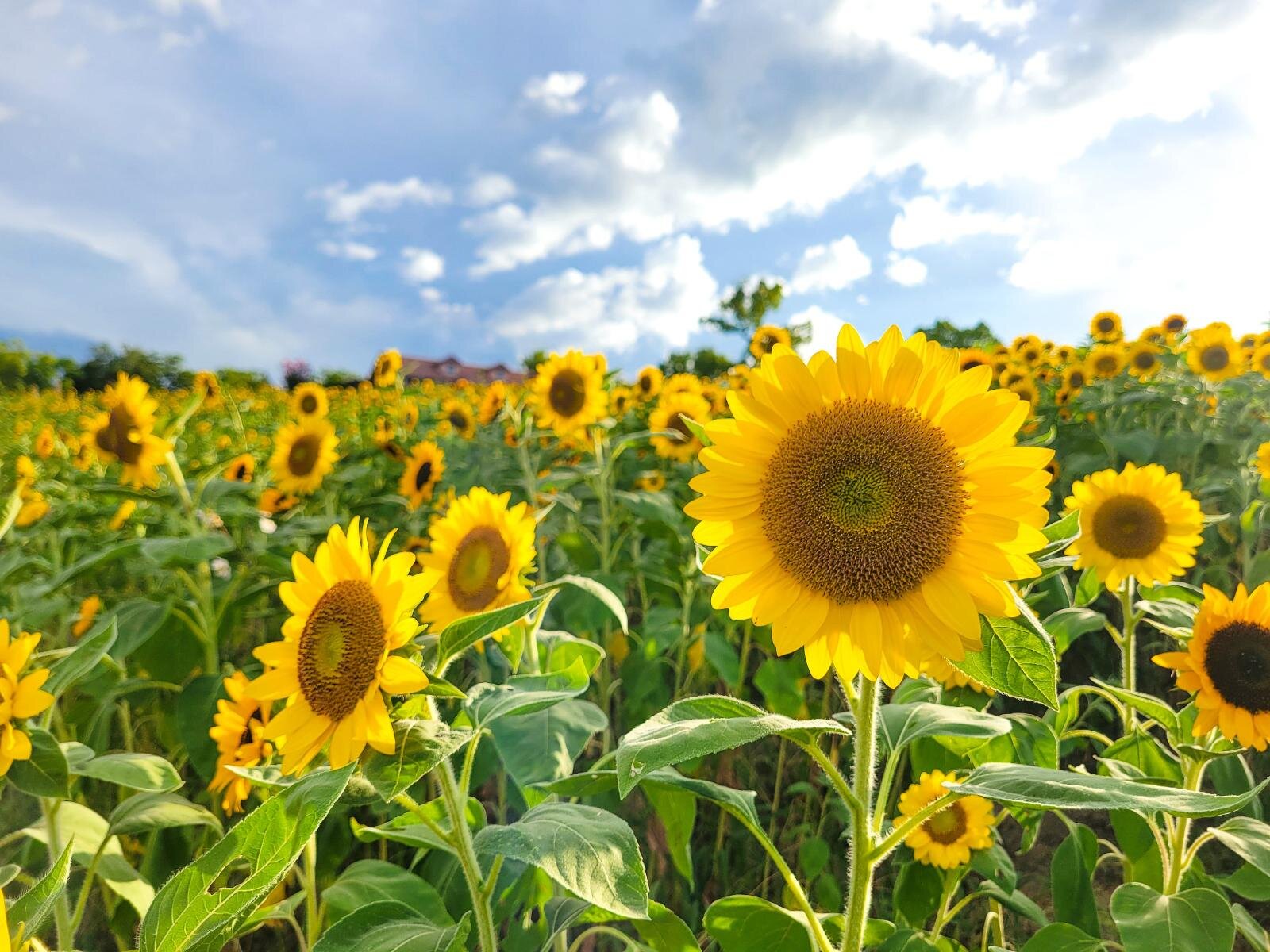 大阪「堺・緑のミュージアム ハーベストの丘」約7万本のひまわりが開花、黄色に染まる花畑の中へ｜写真4