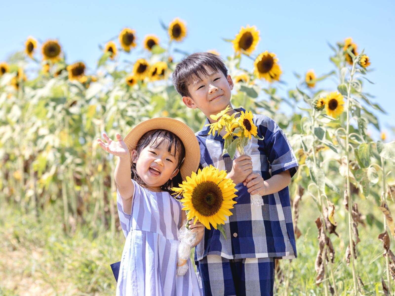 大阪「堺・緑のミュージアム ハーベストの丘」約7万本のひまわりが開花、黄色に染まる花畑の中へ｜写真2