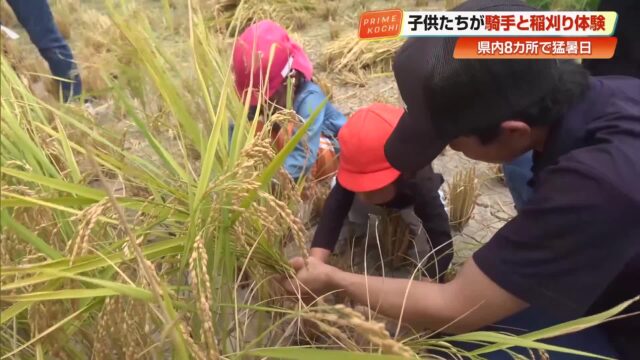 高知競馬の騎手と子どもたちが稲刈り 暑い日差しの中でも笑顔 手作りおにぎり頬張る « 高知のニュース – 高知さんさんテレビ 高知競馬の騎手と子どもたちが稲刈り 暑い日差しの中でも笑顔 手作りおにぎり頬張る « 高知のニュース - 高知さんさんテレビ