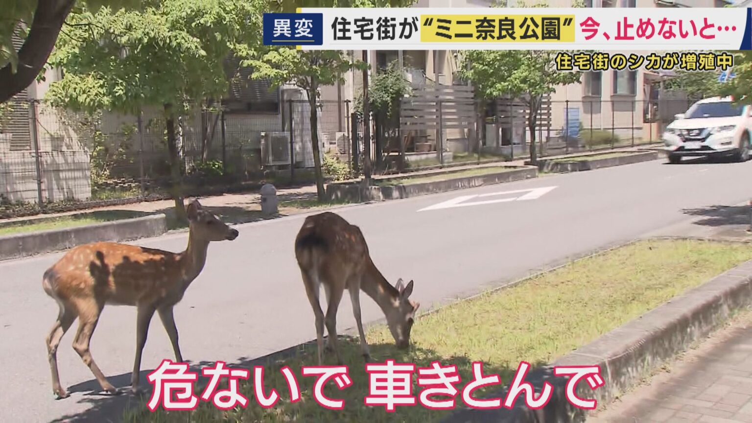 奈良公園のシカが「外に“居住地”をつくり始めている」 閑静な住宅街に多数のシカ 『食害・フン・通行妨害』住民も頭抱える | 特集 | ニュース 奈良公園のシカが「外に“居住地”をつくり始めている」 閑静な住宅街に多数のシカ 『食害・フン・通行妨害』住民も頭抱える | 特集 | ニュース