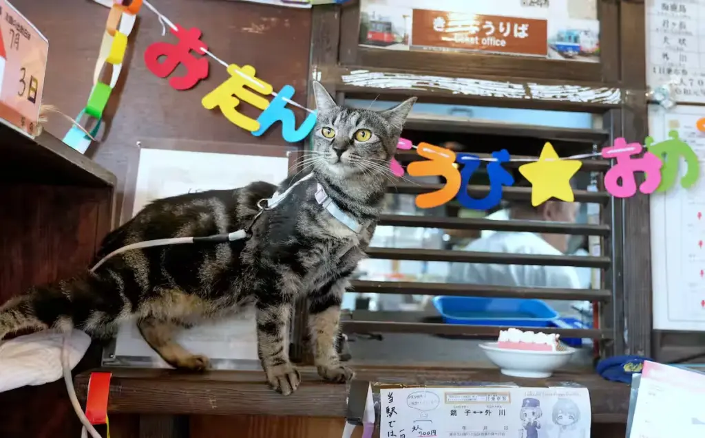 保護猫が駅長に、1歳の誕生会 銚子電鉄「〝猫の手〟借りたい」 | JAPAN Forward YLD3CBG2HBJJRMIDJF6XC3GNUY