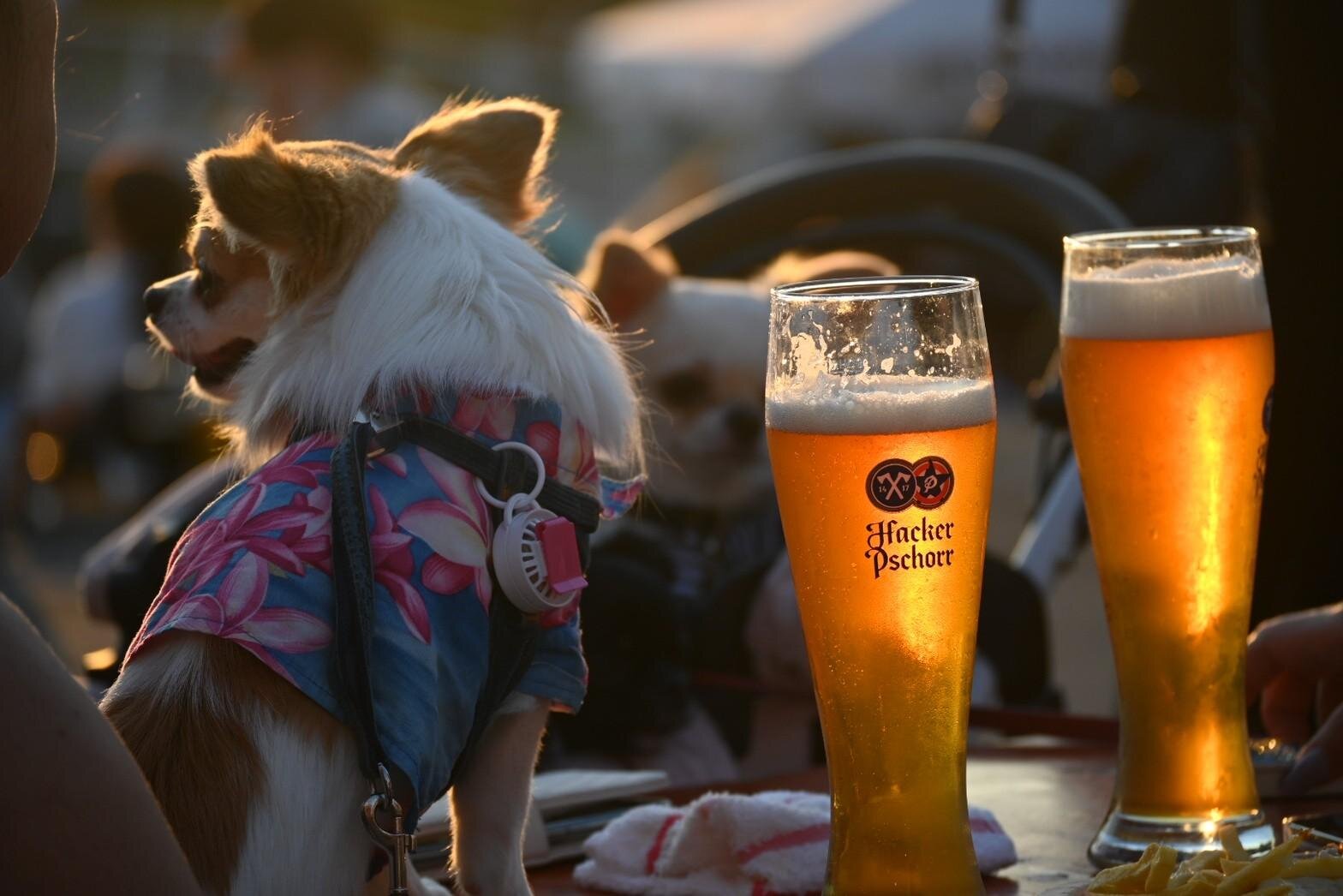 ドイツビールフェス「オクトーバーフェスト2026」東京・豊洲で、樽生ビールや肉汁溢れるソーセージ｜写真3