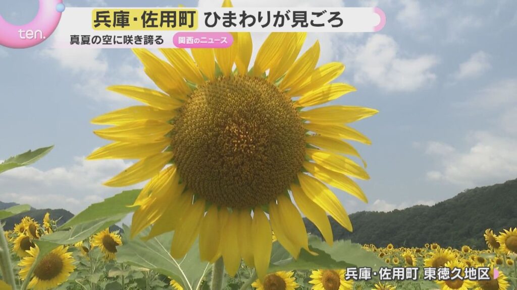 「もう圧巻です」夏を代表する花“ひまわり”が見頃 兵庫・佐用町(2026年7月27日掲載)|YTV NEWS NNN 共有