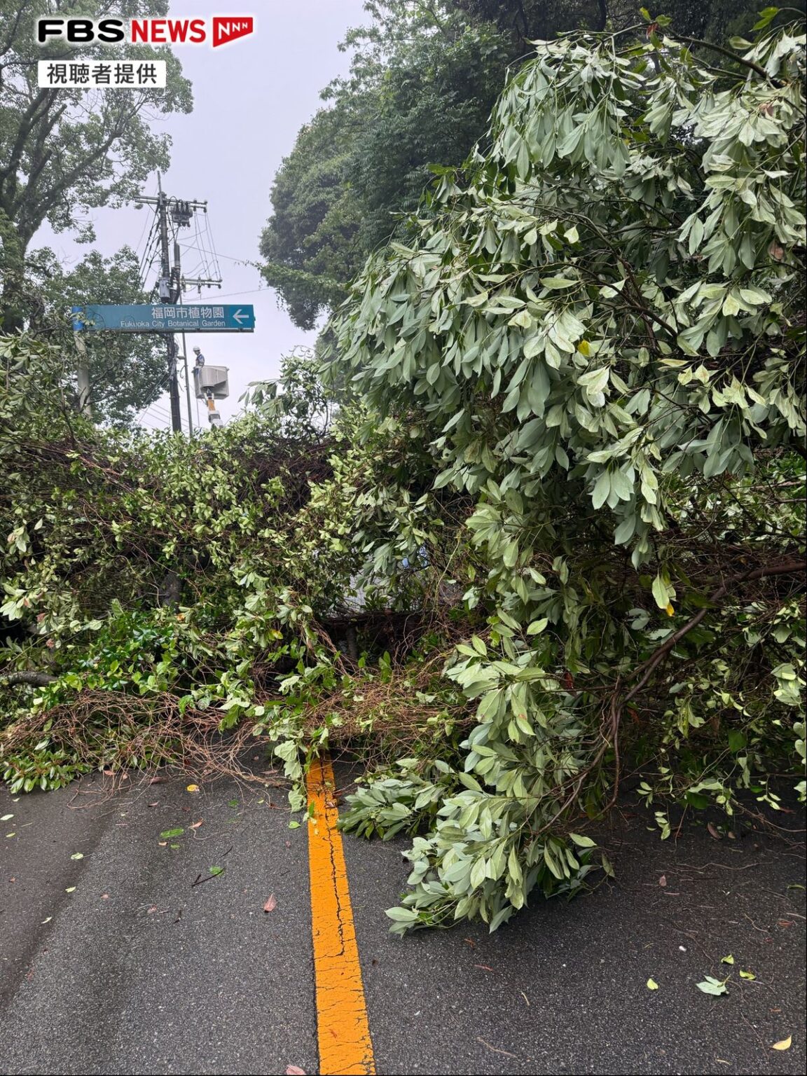 「倒木が道をふさいでいる」動物園付近で通行止め 西鉄バスは迂回運行 大雨の影響か 復旧は午後の見込み 福岡(2026年7月2日掲載)|FBS NEWS NNN 共有