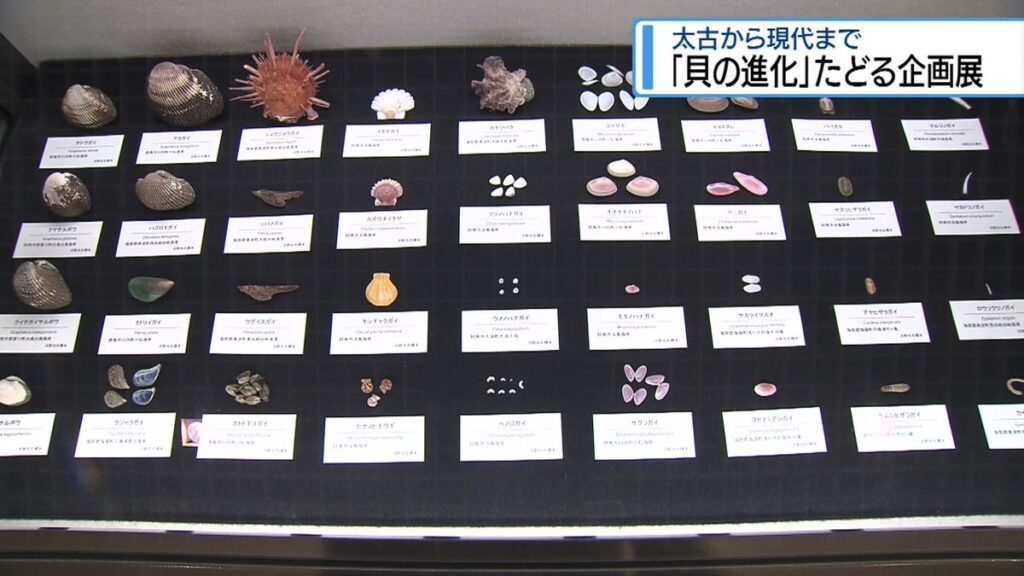 奥深い「貝」の世界を紹介 県立博物館で企画展【徳島】(2026年7月22日掲載)|JRT NEWS NNN 共有