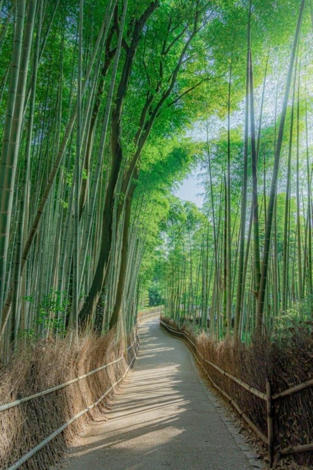 写真 | 京都・嵐山の竹林や法然院を撮影　静寂に包まれた美しい朝の風景に「素敵」「最高」 | LIMO