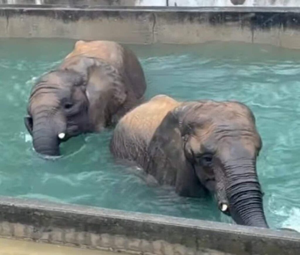 【とべ動物園】鼻で上手に…「姉妹の豪快な水遊び!」アフリカゾウの姉妹が仲良くプール遊び…雨の日はテンションが上がる?(愛媛県) 「大きいけどかわいい」「楽しくてご機嫌だね〜」 | LIMO | くらしとお金の経済メディア 【とべ動物園】鼻で上手に...「姉妹の豪快な水遊び!」アフリカゾウの姉妹が仲良くプール遊び…雨の日はテンションが上がる?(愛媛県) 「大きいけどかわいい」「楽しくてご機嫌だね〜」 | LIMO | くらしとお金の経済メディア