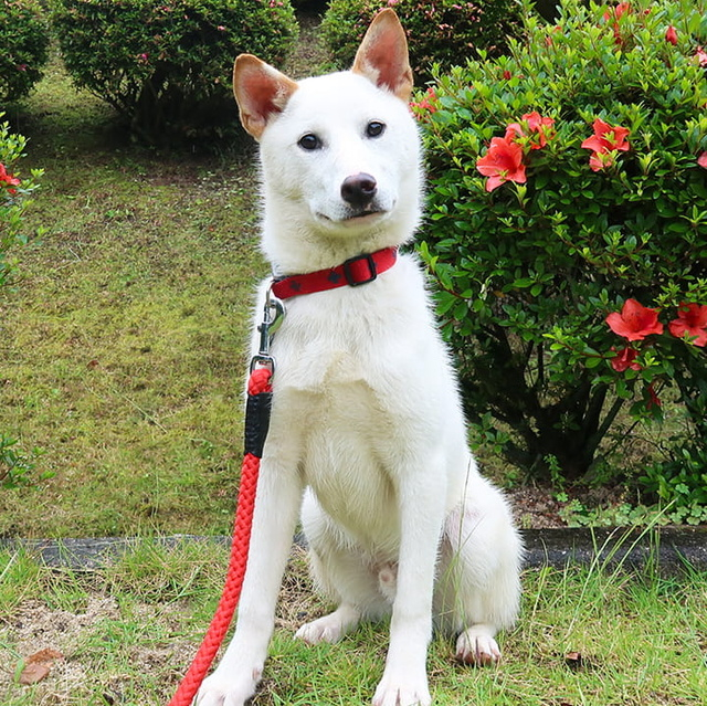 広島県動物愛護センター パピー&ジュニア犬飼育相談会(8月)