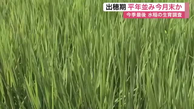 水稲の生育は「平年並みで順調」 宮城県が今季最後の調査を実施 出穂期は7月末と予測