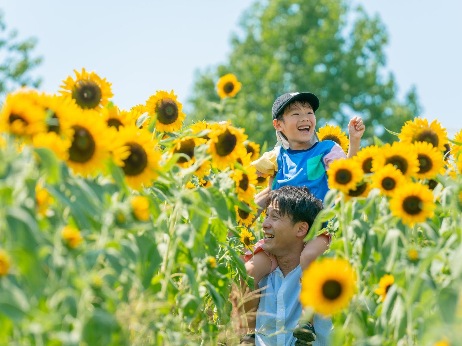 大阪「堺・緑のミュージアム ハーベストの丘」約7万本のひまわりが開花、黄色に染まる花畑の中へ｜写真1