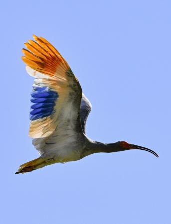 トキ放鳥本州2例目、10月実施 石川・中能登、繁殖目指す | 全国のニュース | 福井新聞ONLINE トキ放鳥本州2例目、10月実施 石川・中能登、繁殖目指す | 全国のニュース | 福井新聞ONLINE