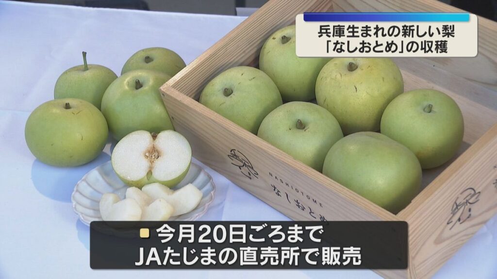 兵庫生まれの新品種「なしおとめ」収穫最盛期 酸味少なく甘みが強い希少な梨 兵庫・香美町(2026年8月10日掲載)|YTV NEWS NNN 共有