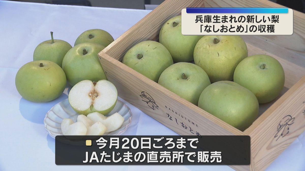 兵庫生まれの新品種「なしおとめ」収穫最盛期 酸味少なく甘みが強い希少な梨 兵庫・香美町