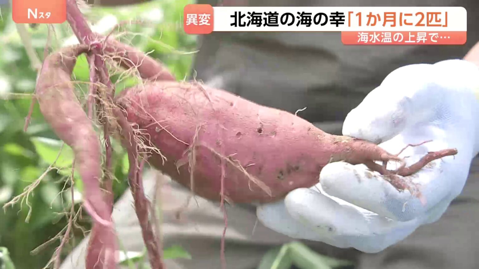 温暖化で北海道に異変　気温上昇で“さつまいも”生産が可能に　誕生「芋焼酎」は新たな特産品になるか（TBS NEWS DIG Powered by JNN）