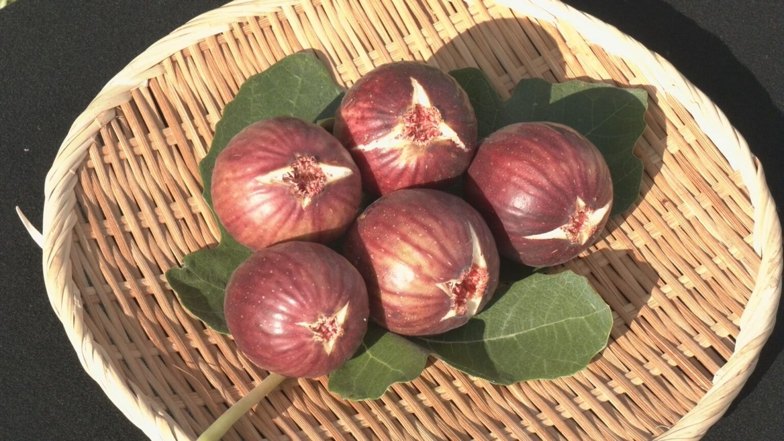 美味しいイチジクの見分け方は「上から下まで色が濃いもの」 露地イチジクの収穫最盛期 県内トップの出荷量 愛知・安城市(CBCテレビ) – Yahoo!ニュース 美味しいイチジクの見分け方は「上から下まで色が濃いもの」 露地イチジクの収穫最盛期 県内トップの出荷量 愛知・安城市(CBCテレビ) - Yahoo!ニュース
