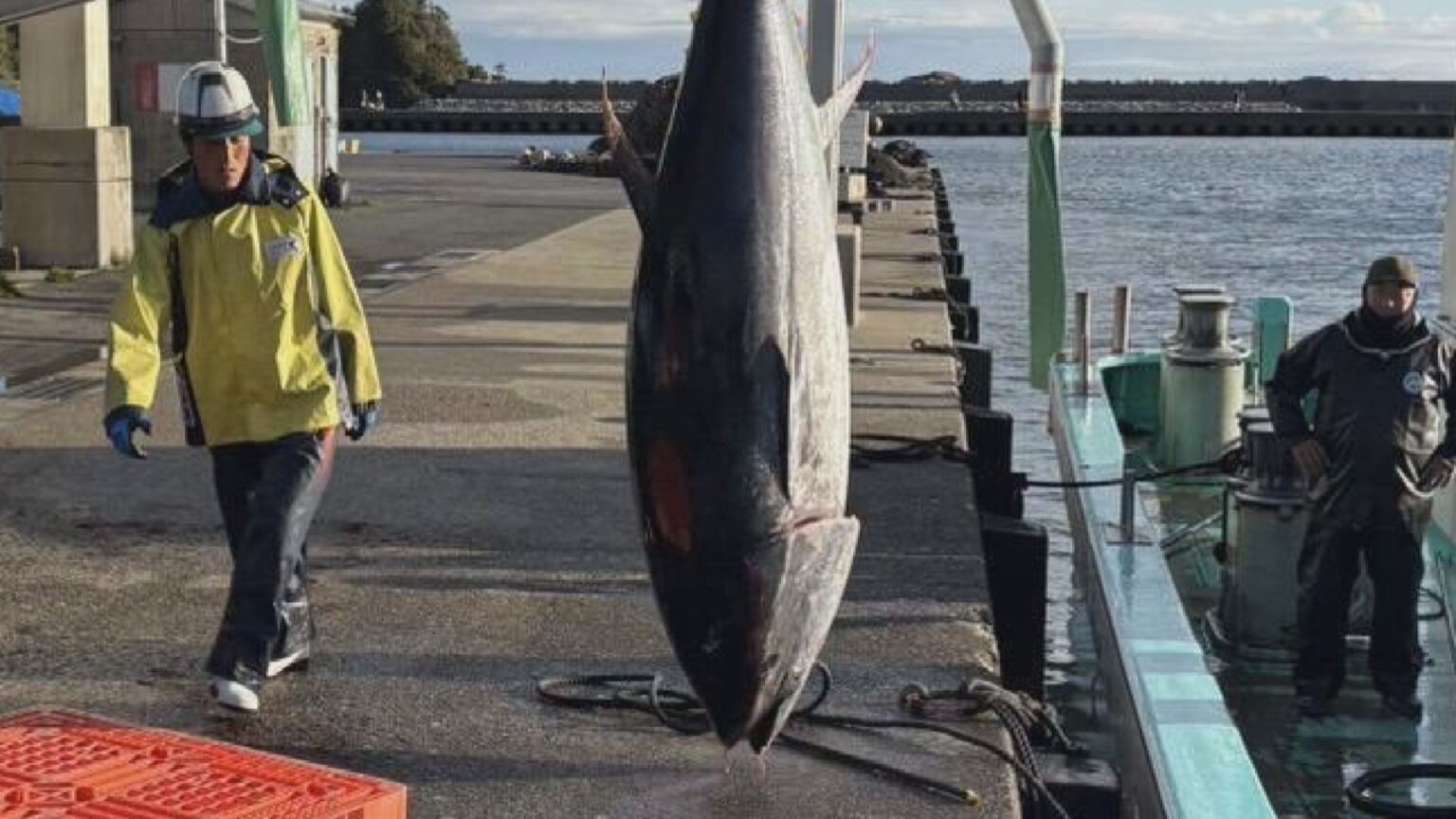 クロマグロ漁獲枠拡大…三重の漁港では300キロ近いクロマグロが頻繁に網に しかし「水揚げできない」 その事情とは?（CBCテレビ） - Yahoo!ニュース