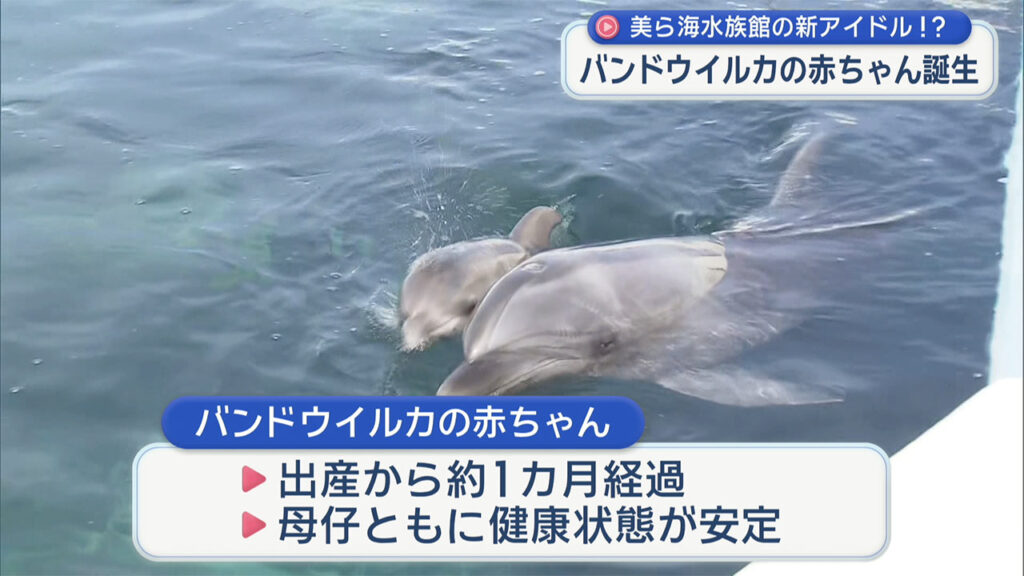 沖縄美ら海水族館にバンドウイルカの赤ちゃんが誕生！一般公開はじまる – QAB NEWS Headline