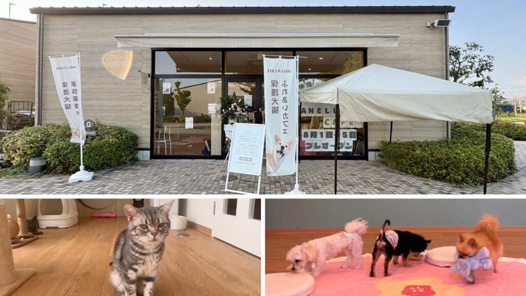 【岡山市北区】保護犬・保護猫体験型ふれあいスペース「ANELLA CAFE ブランチ岡山北長瀬店」がプレオープンしてる