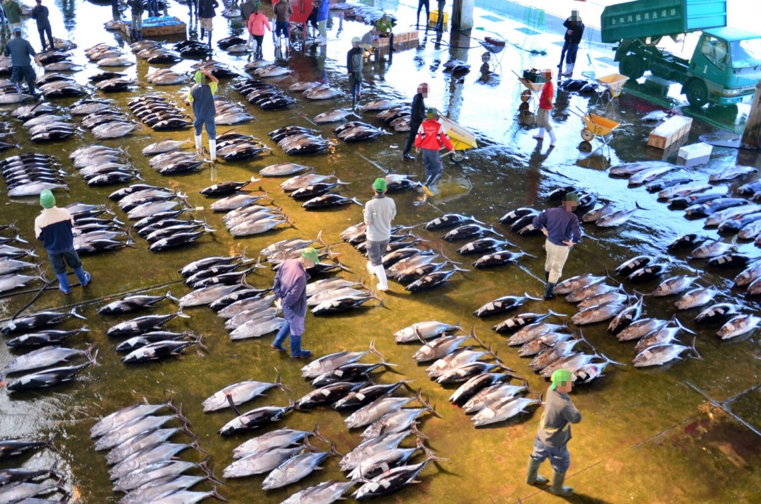 クロマグロ大型魚の漁獲枠、25％拡大で合意　メキシコの翻意で再協議が決着