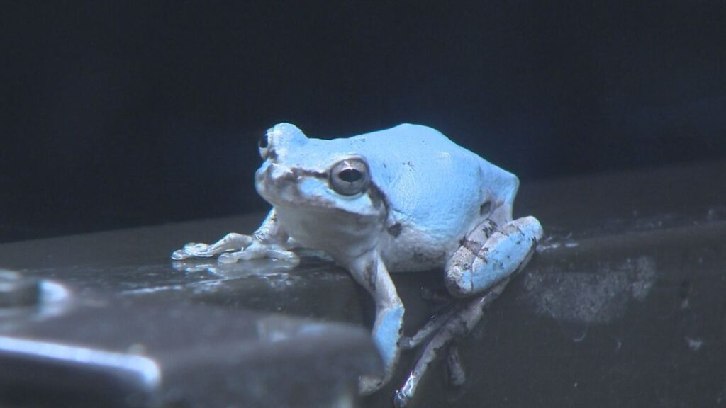 10万分の1の確率“水色のカエル” うみたまごで展示 観光客「すごかった、存在するんだ」大分(2026年8月18日掲載)|TOS NEWS NNN 共有