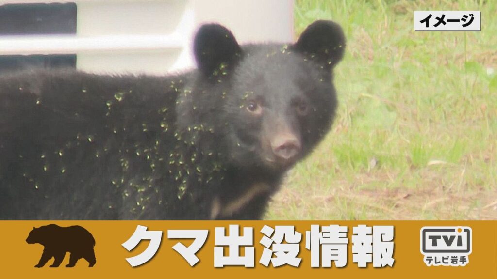 クマによる被害か トウモロコシ約200本食い荒らされる 岩手県一関市(2026年8月16日掲載)|TVI NEWS NNN 共有