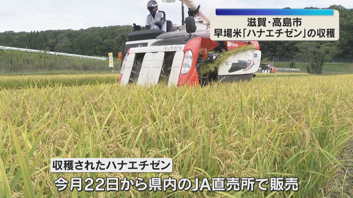 黄金色の稲を次々と…早場米「ハナエチゼン」稲刈り始まる　今月22日から販売　滋賀・高島市