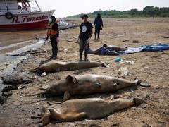 アマゾン川の支流で120頭以上のイルカが死亡… 水温が上がり過ぎて「スープのよう」と専門家は警鐘 | Business Insider Japan