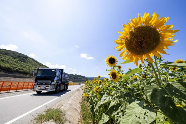 希望のヒマワリ　花開く　復興現場を彩る　石川・能登被災地