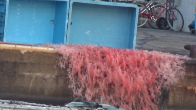 血などが混じった水を投棄している様子(提供:神戸海上保安部)