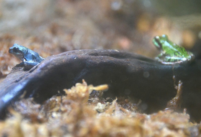「幸せを呼ぶ」?青いアマガエル 小5が発見、水族館で展示 | au Webポータル au Webポータル