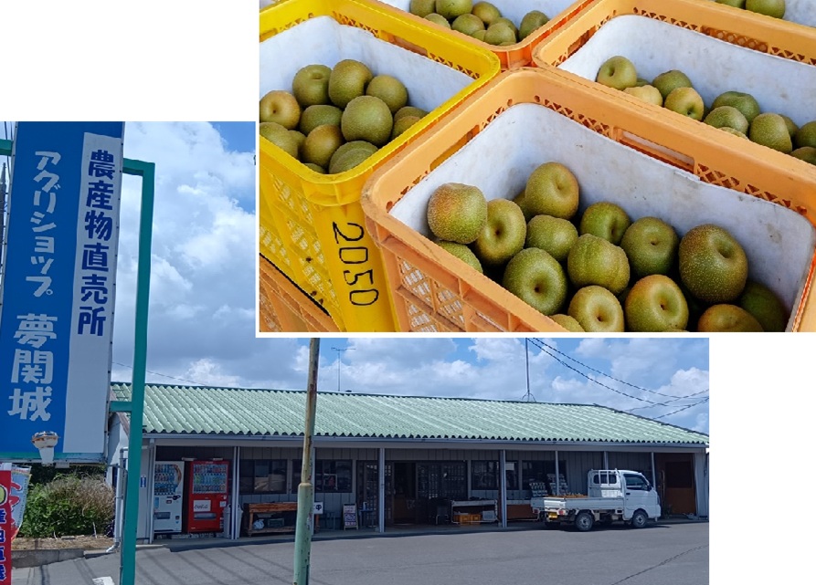 茨城県筑西市で梨の出荷始まる 今年も豊作! 甘さとほどよい酸味、瑞々しくおいしいです | とりぷれ アグリショップ夢関城ともぎ立ての梨