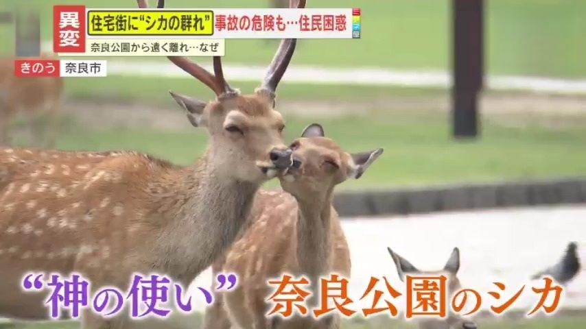 【異変】市街地が“ミニ奈良公園”に!?シカが植え込みをムシャムシャ、駐輪場で出産も…原因は餌やり?現地を緊急取材