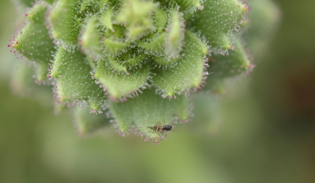 新たな食虫植物を確認 ダーウィンの仮説、150年以上を経て証明 – CNN.co.jp 新たな食虫植物を確認 ダーウィンの仮説、150年以上を経て証明 - CNN.co.jp