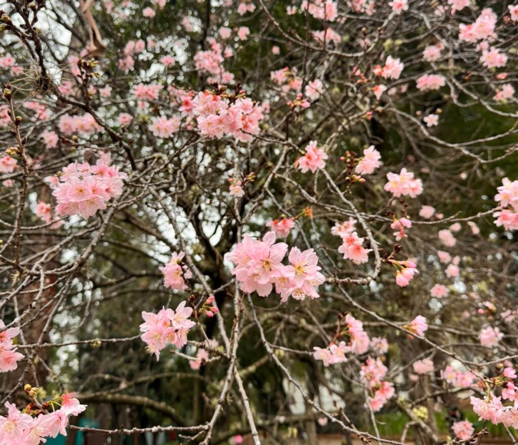 サンパウロの桜と、一石の対話|EXPAT by クーリエ・ジャポン サンパウロの桜と、一石の対話|EXPAT by クーリエ・ジャポン