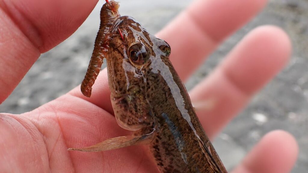 自分が釣った魚が買い取ってもらえる…！？愛知で話題の「釣果が現金化する」夢のような注目企画（お爺ちゃんの釣り散歩） - エキスパート - Yahoo!ニュース