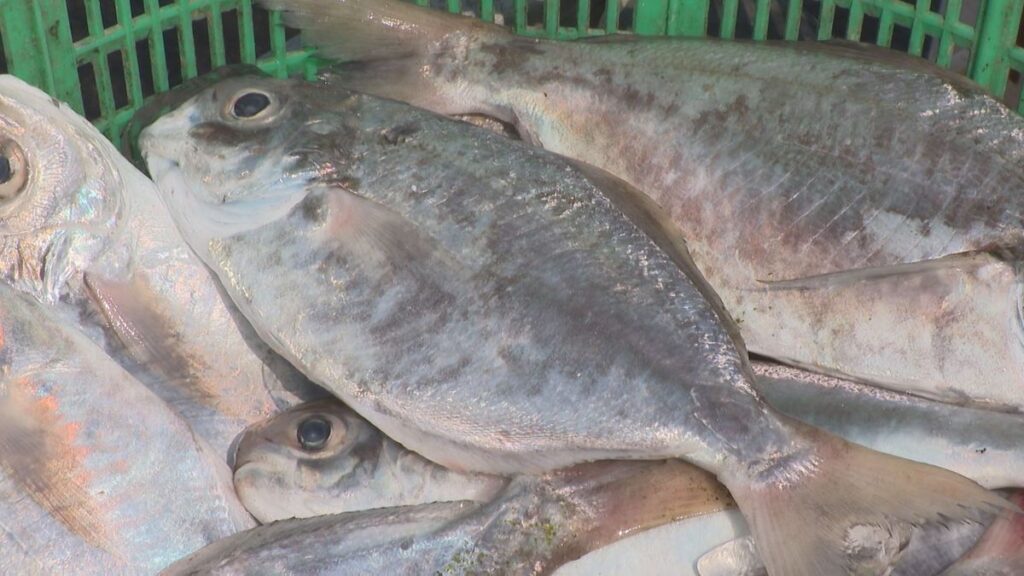 徳島なら姿寿司で 「ボウゼ」の水揚げ最盛期で港に活気【徳島】(2026年9月24日掲載)|JRT NEWS NNN 共有